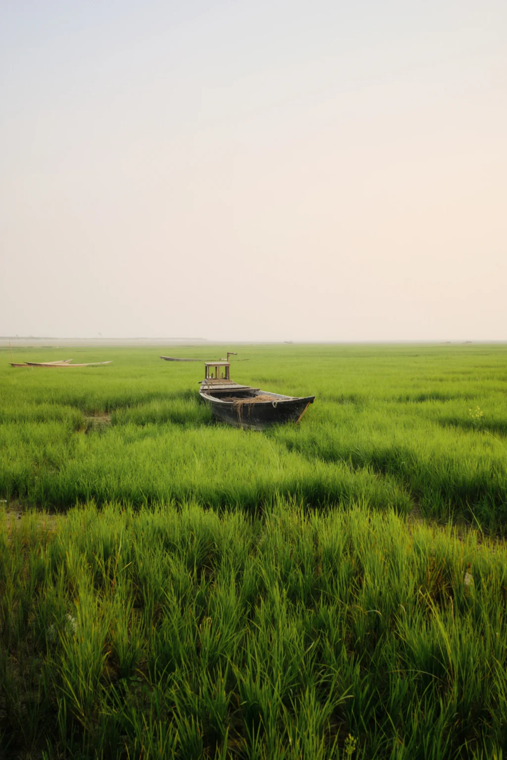 সবুজ ঘাসের মাঝে একটি ডিঙি