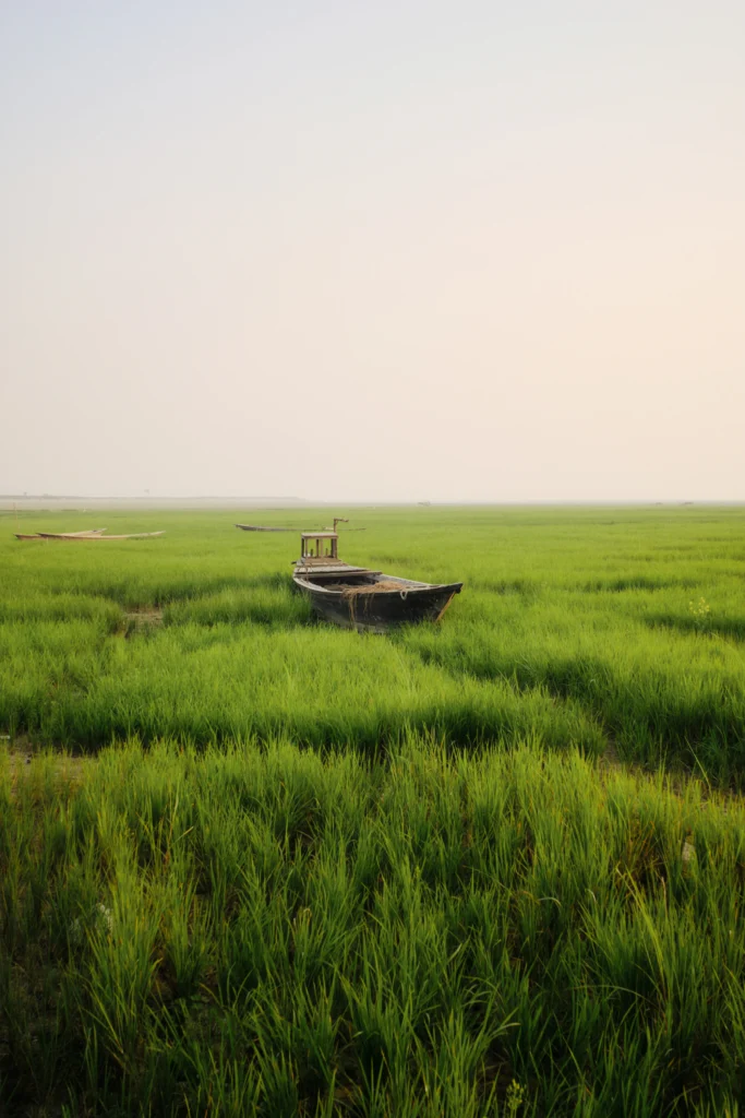 সবুজ ঘাসের মাঝে একটি ডিঙি