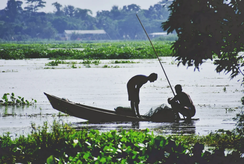 কচুরিপানার মাঝে নৌকায় জেলে