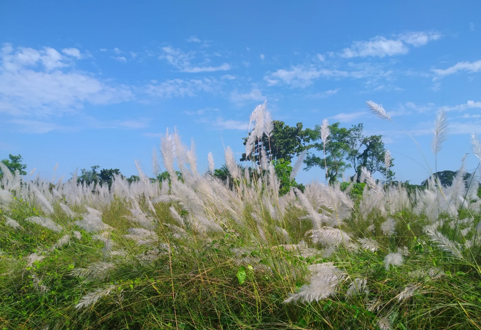 শরতের কাশফুলের মাঠ