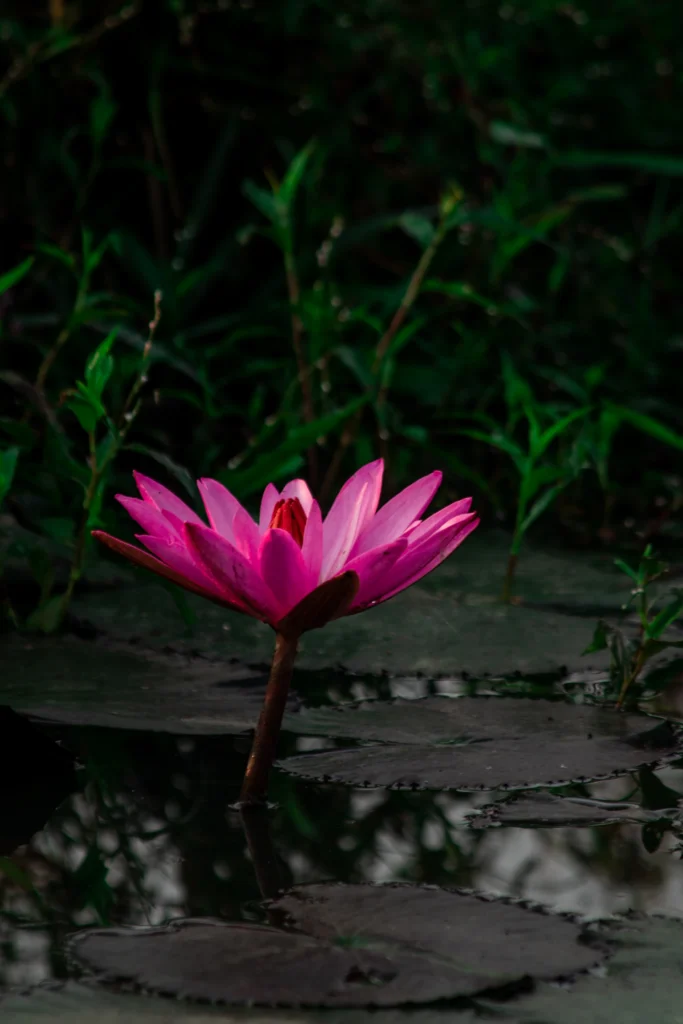 জলে ফোটা গোলাপি শাপলা ফুল