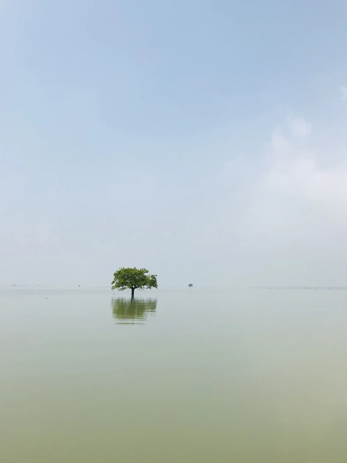 কুয়াশায় জলের মাঝে একা একটি গাছ