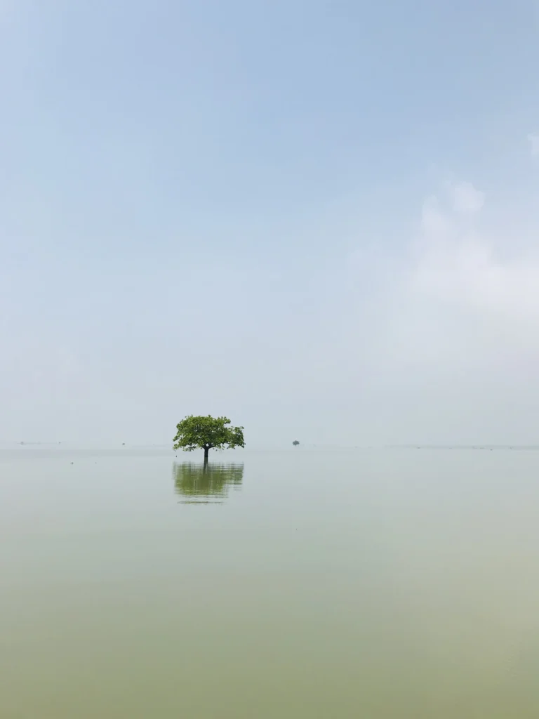 কুয়াশায় জলের মাঝে একা একটি গাছ