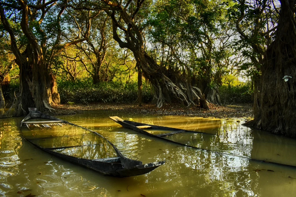 জলাবনের গাছের নিচে নৌকা