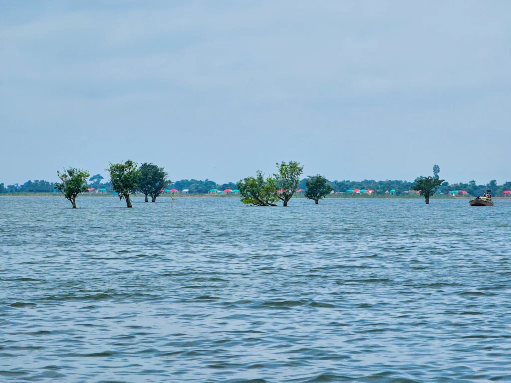 জলে ডুবে থাকা হিজল-করচ গাছের সারি
